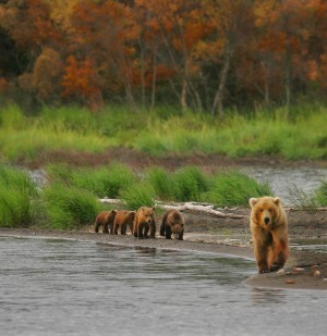 The mother bear knows to teach her cubs 
